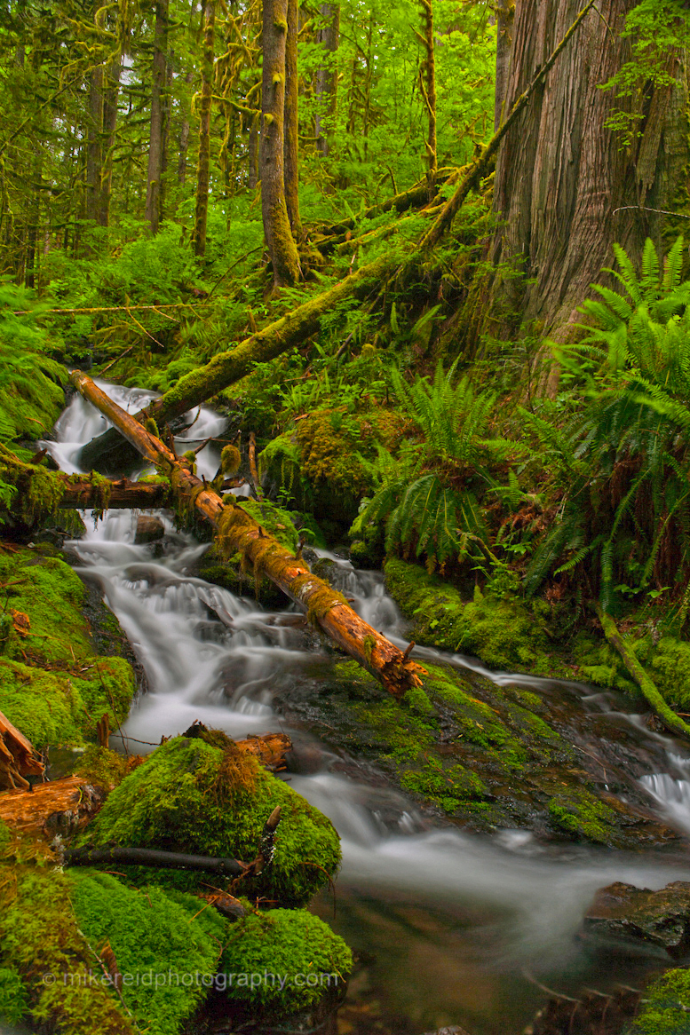 Mount Baker Forest Scene